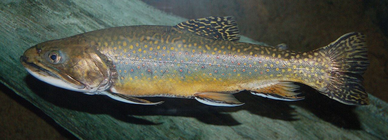 Brook Trout catch