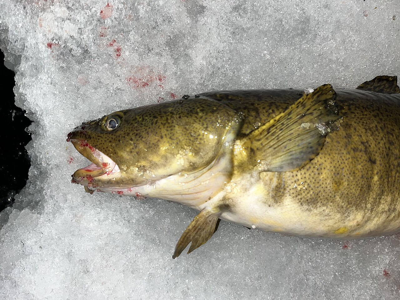 Burbot catch