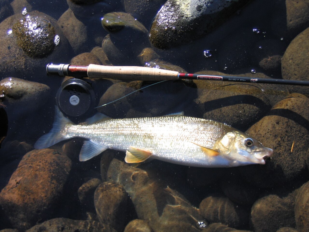 Mountain Whitefish catch