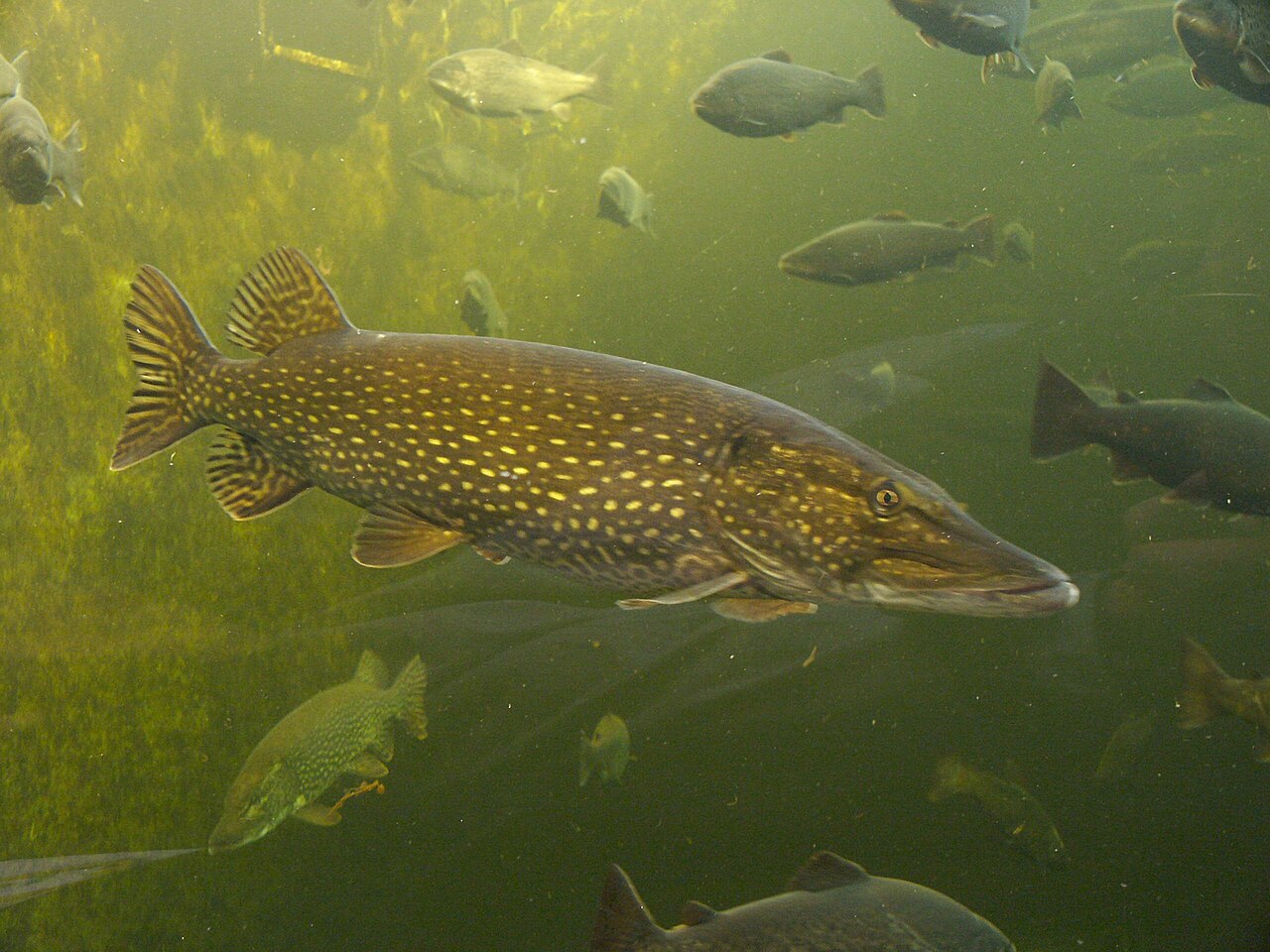 Northern Pike catch