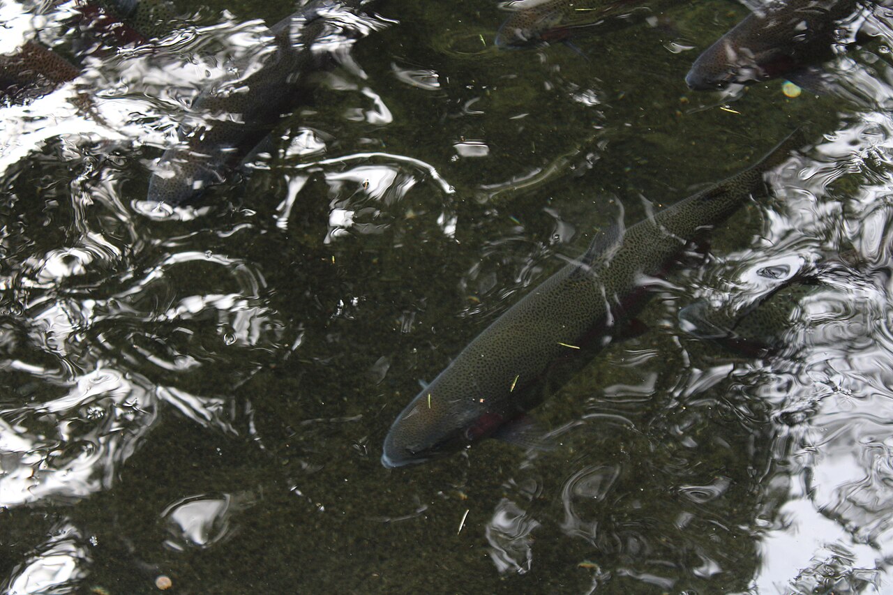 Rainbow Trout catch