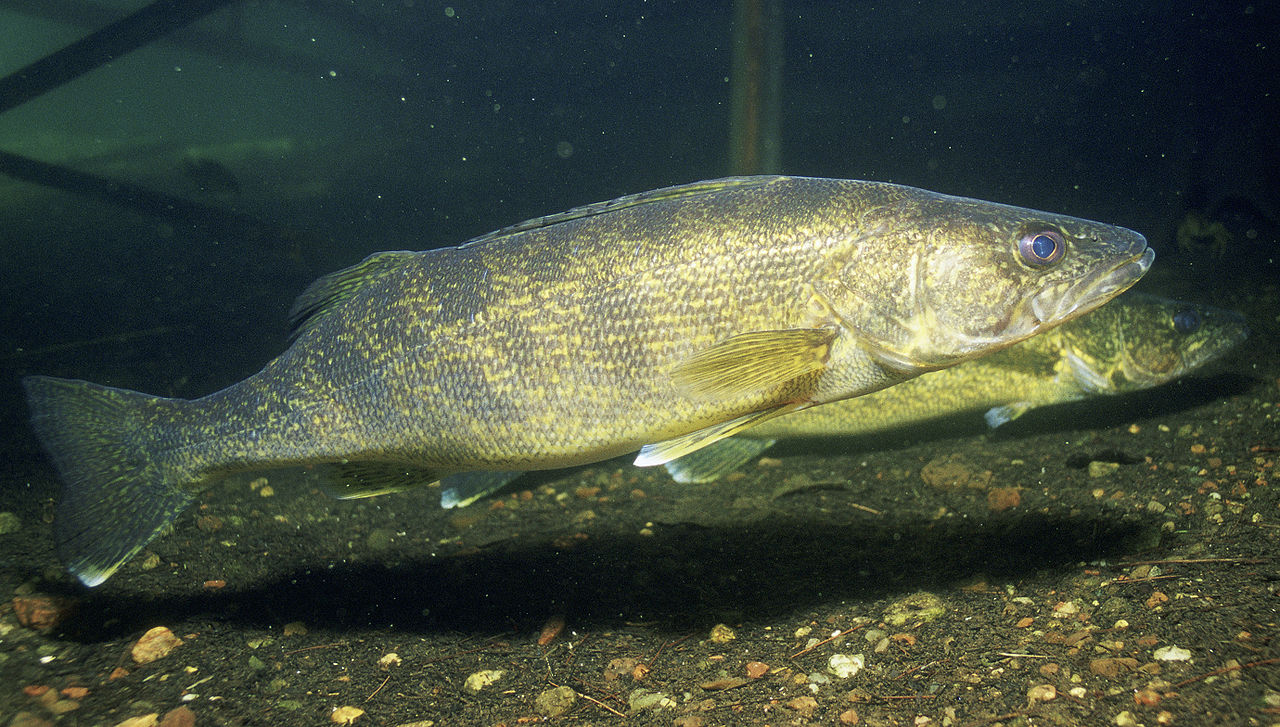 Walleye catch